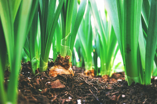 Flower Bulb Planting Without a Yard: A Practical Guide for Apartment Dwellers