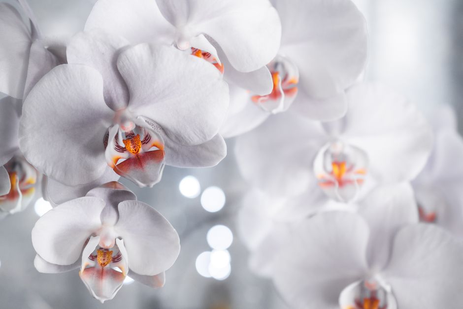 The Organic Orchid Growers Complete Tool System for Chemical-Free Blooming