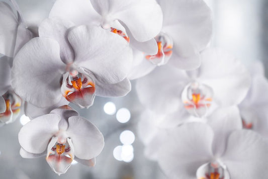 The Organic Orchid Growers Complete Tool System for Chemical-Free Blooming