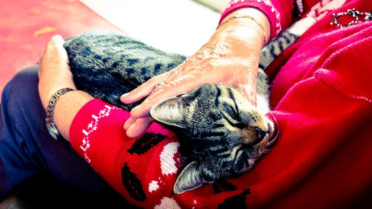 The Complete Guide to Senior Cat Care: Essential Products and Practical Steps
