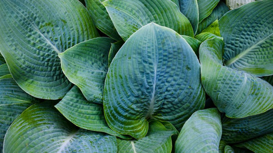 Best Shade Garden Plants for Small Spaces: A Complete Guide to Lush Compact Gardens