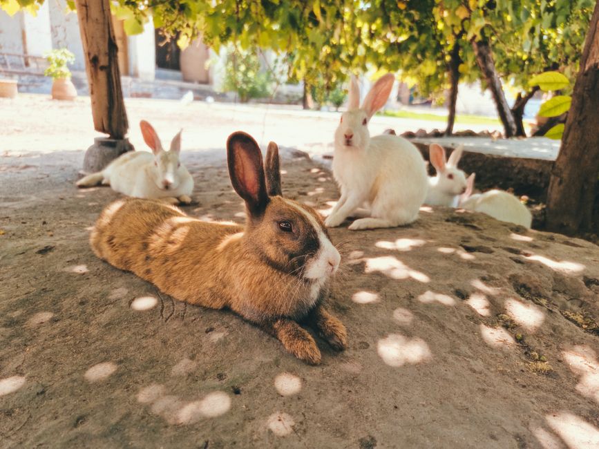 How to Introduce a New Rabbit to Your Existing Flock Without Fighting