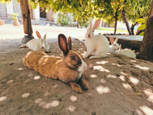 How to Introduce a New Rabbit to Your Existing Flock Without Fighting