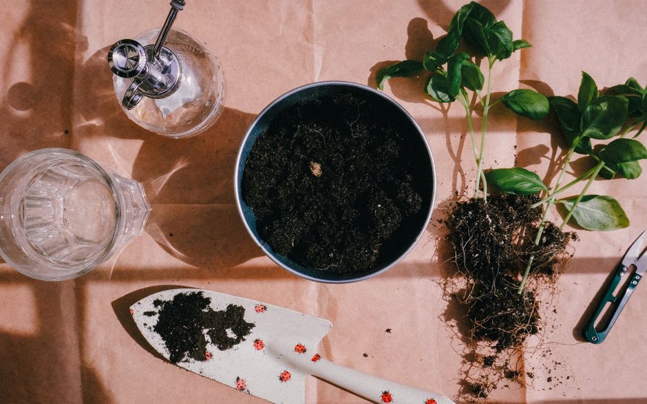 How to Prevent and Fix Leggy Basil Seedlings for Indoor Gardeners
