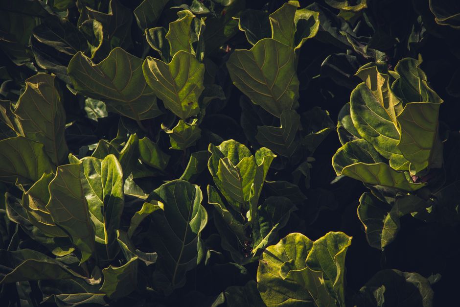 The Essential Fiddle Leaf Fig Tool Kit: From Yellow Leaves to Lush Growth