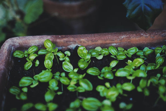 The Renter’s Guide to Growing Your Own Food (No Yard Required)