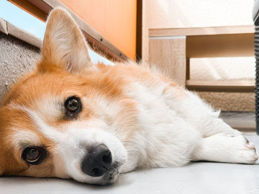 The Complete Guide to Pet First Aid in Small Apartments