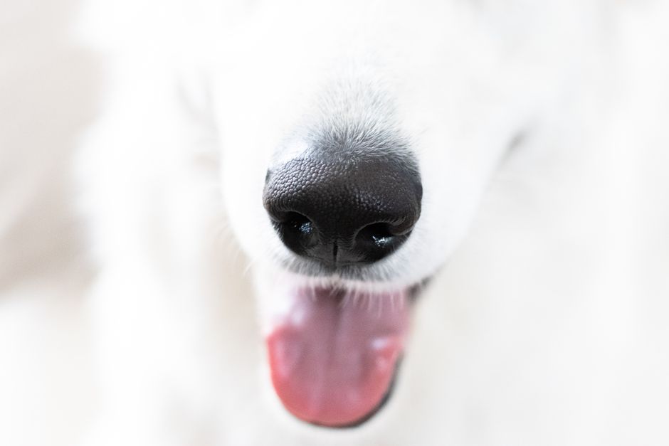 Summer Pet Odor Control: How Heat and Humidity Amplify Stains and Smells