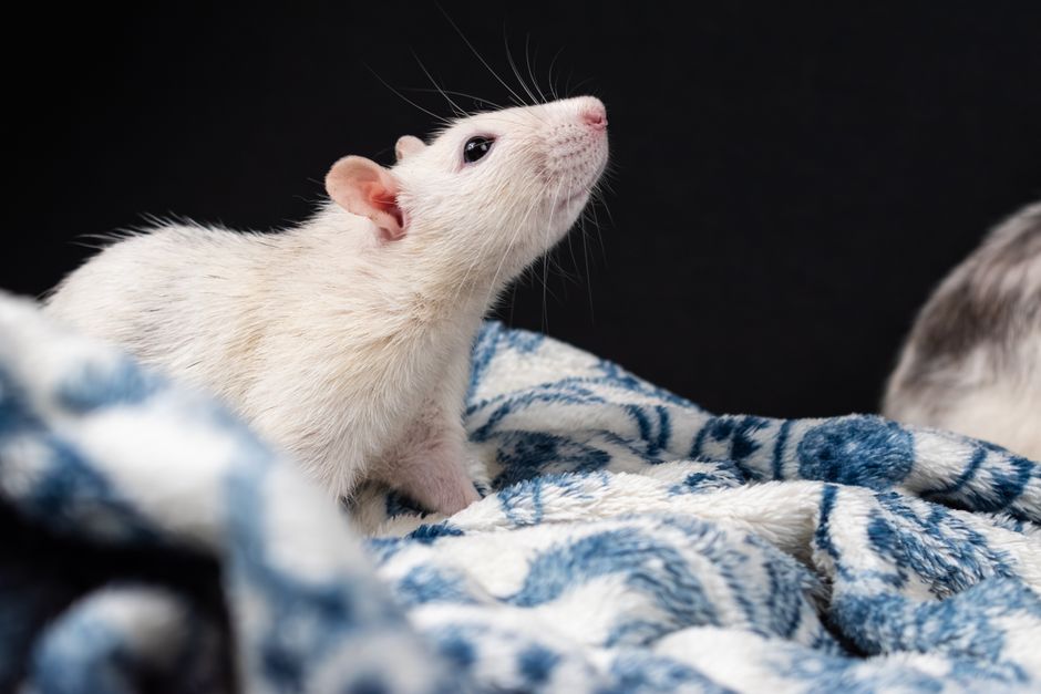 The Complete Guide to Building a Quiet Sanctuary for Anxious Small Pets