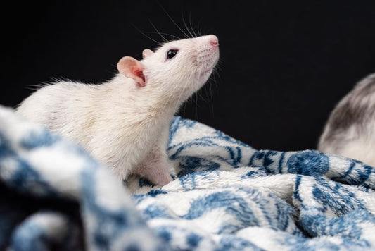 The Complete Guide to Building a Quiet Sanctuary for Anxious Small Pets
