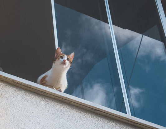 The Complete Guide to Pet Safety in Small Apartments: Essential Products and Strategies