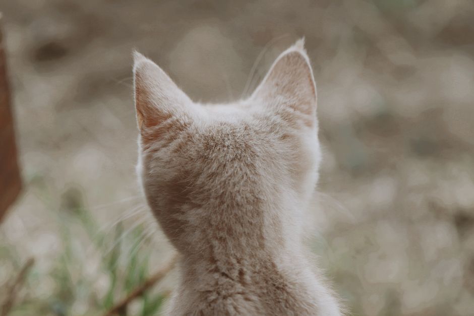 Summer Eye and Ear Care for Pets: Protecting Vision and Hearing in Hot Weather