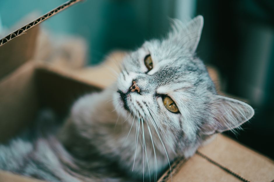 The Emergency Guide to Litter Box Crisis: What to Do When Your Cat Refuses to Use the Litter Box