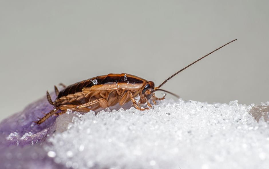 7 Critical Natural Pest Control Mistakes That Invite Bugs Into Your Home