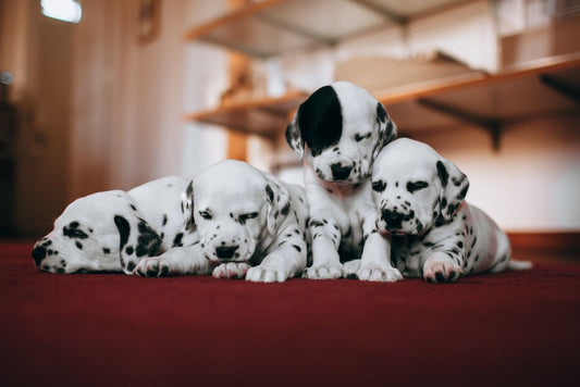 Vet-Approved Tips for a Healthier, Happier Pup: From Puppyhood to Adulthood