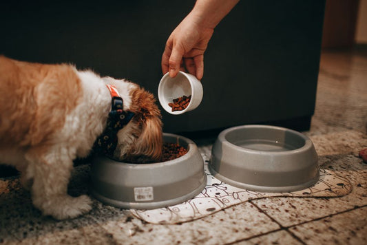 Preventing Pet Food Spoilage: Smart Storage Strategies Every Owner Needs