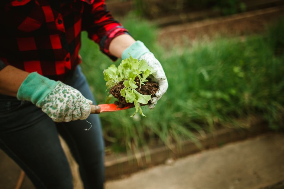 Signs Your Garden Bed Needs Immediate Help and How to Fix It Fast