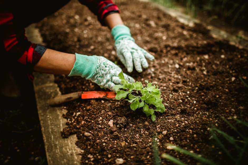 The Organic Gardener's Guide to Choosing Tools That Nurture Soil and Plants Naturally
