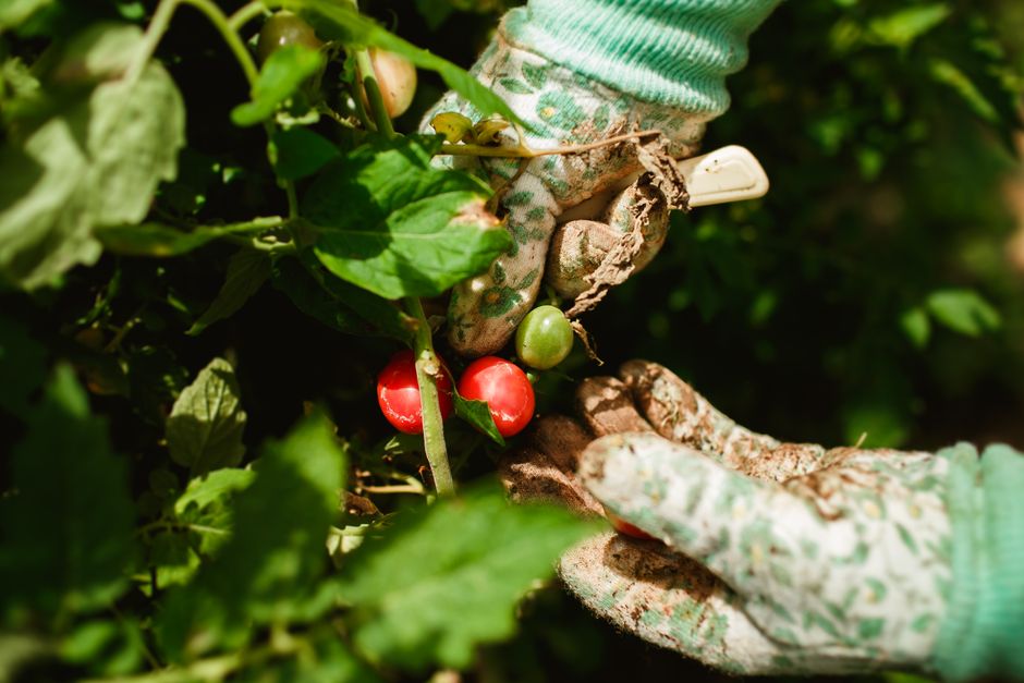 The Complete Beginner’s Guide to Growing Tomatoes: Essential Tools and Proven Techniques for a Bountiful Harvest