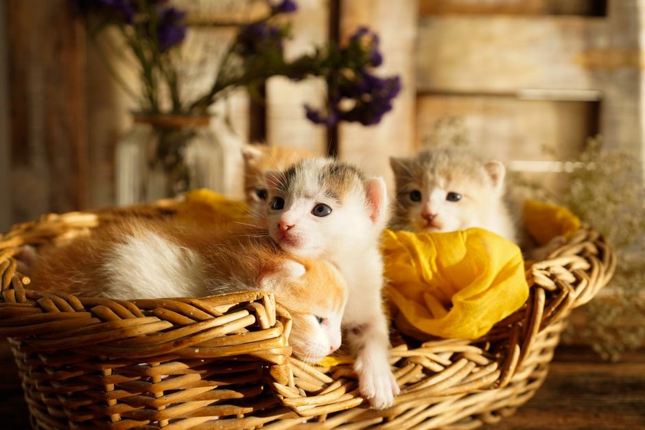 How to Introduce a New Kitten to a Multi-Pet Household Without Chaos