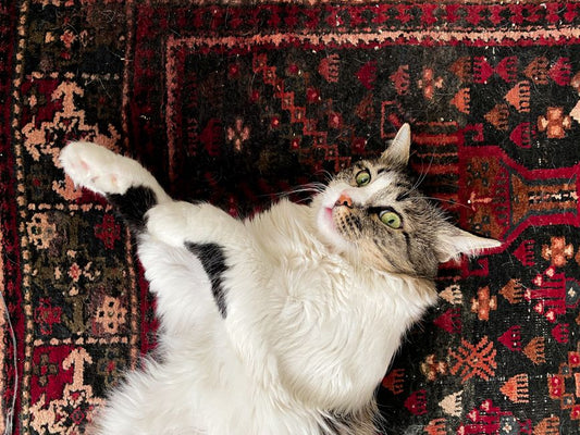 DIY Solutions for Stubborn Pet Urine Odors on Carpet and Fabric