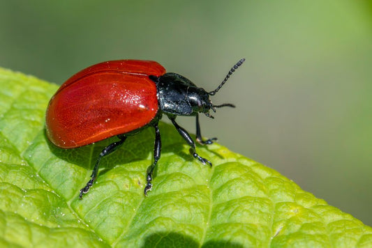 Why Natural Pest Control Works: A Skeptic's Practical Guide to Non-Toxic Pest Management