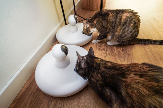 The Best Smart Feeders vs Standard Bowls: A Product Comparison for Pet Weight Management
