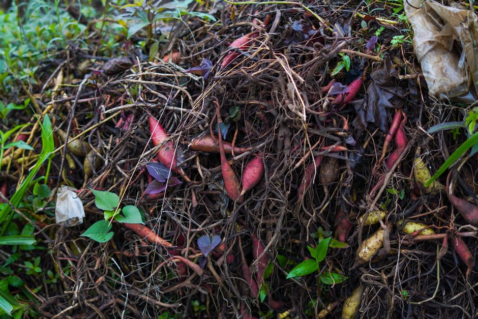 Composting Shortcuts: Tips and Tricks for Faster, Richer Garden Compost