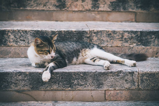 Vet-Approved Tips for Cat Outdoor Safety: Essential Gear and Routines