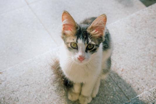 How to Safely Clean Your Cat’s Ears at Home: A Step-by-Step Guide