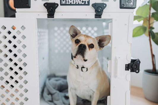 Natural Remedies for Pet Crate and Space Training: Calm Without Chemicals
