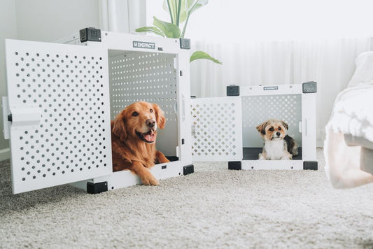 Summer Crate Training: Keeping Your Pet Cool and Comfortable Indoors