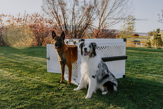 How to Transform Your Anxious Pet's Crate Into a Safe Haven