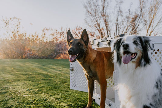 The Beginner's Complete Guide to Stress-Free Pet Crate and Space Training