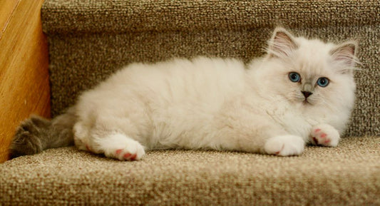 The Beginner's Complete Guide to Pet First Aid: Essential Steps for Every New Owner