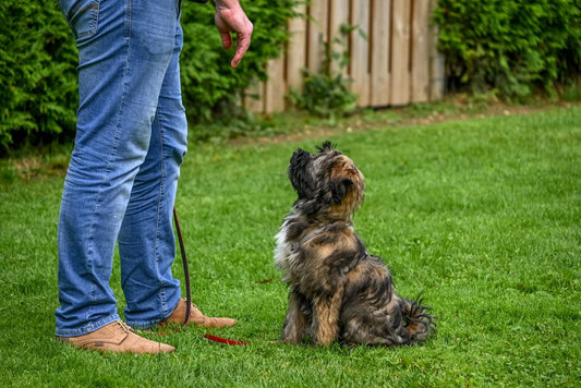 How to Prevent Common Dog Training Problems Before They Start