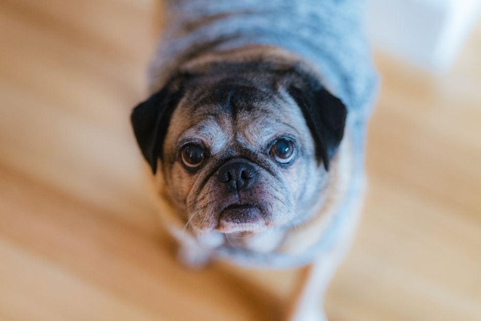 Cooling and Heat Safety for Senior Dogs: A Complete Guide to Keeping Older Pets Safe in Warm Weather