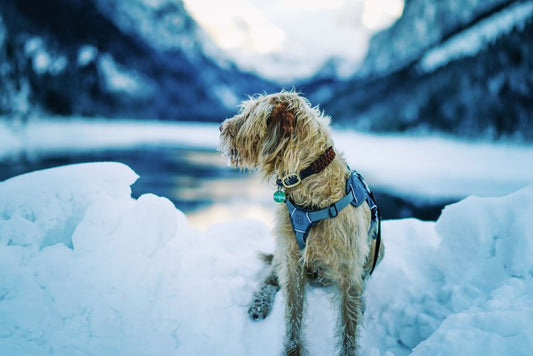 The Essential Guide to Winter Pet Hydration: Keeping Your Furry Friend Healthy in Cold Months