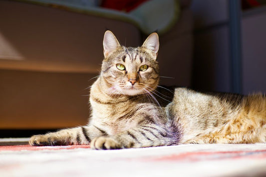 Complete Guide to Senior Cat Litter and Hygiene: Easing Arthritis and Incontinence