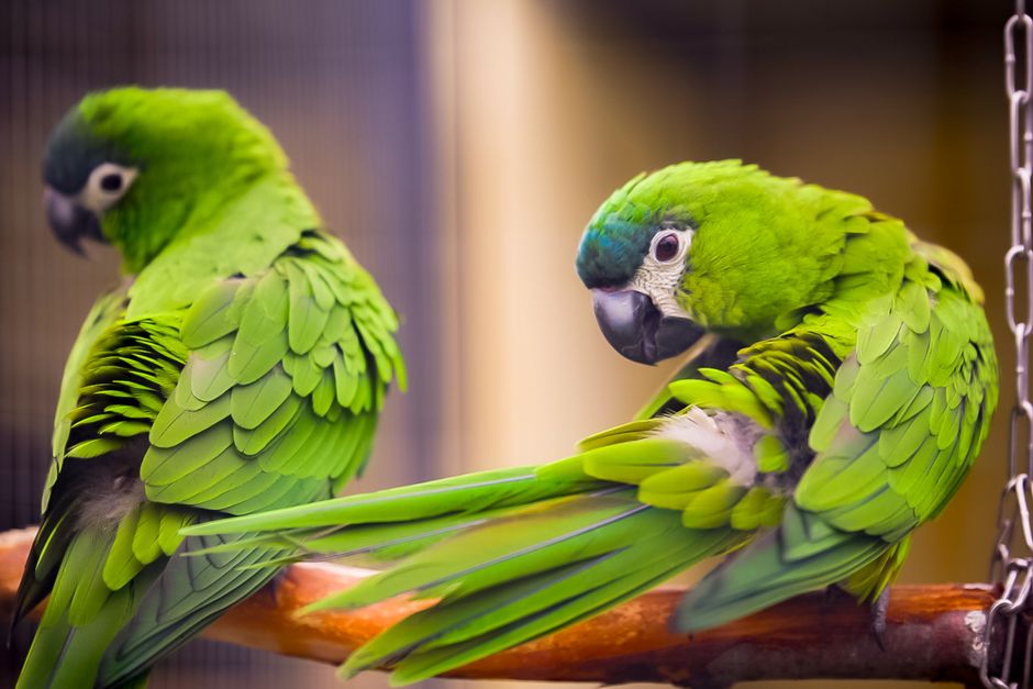 How to Reduce Feather Plucking in Pet Birds: Causes, Prevention, and Treatment