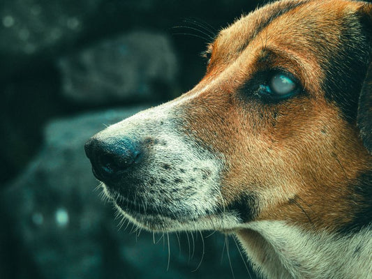 7 Hidden Signs Your Dog’s Coat and Skin Are Crying for Help