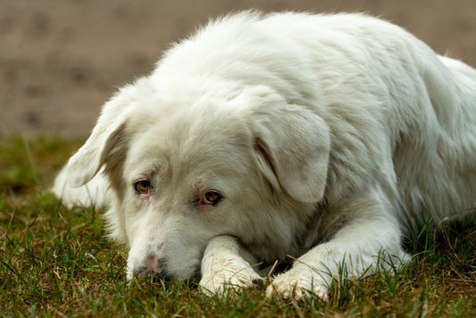 5 Silent Signs Your Pet's Weight Is Already Affecting Their Health
