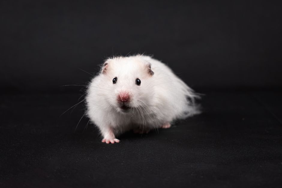 Why Is My Hamster Shedding Fur and What Can I Do About It?