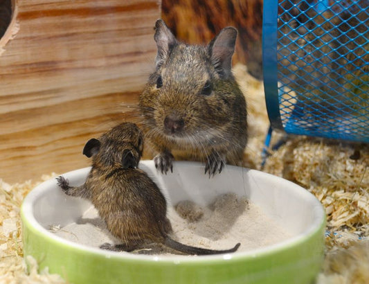 10 Silent Warning Signs Your Exotic Pet Needs Immediate Attention