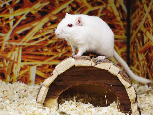 DIY Exotic Pet Care: Build a Homemade Habitat and Health Routine Without Store-Bought Gadgets