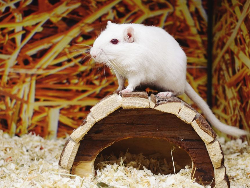 Natural Remedies for Exotic Pet Odor: A Complete Guide to a Fresh Home