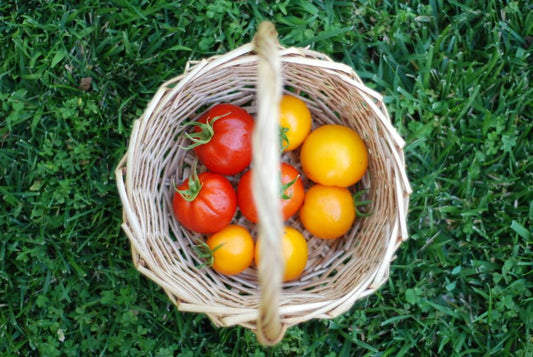 No Yard, No Problem: The Ultimate Guide to Growing Tomatoes in Small Spaces