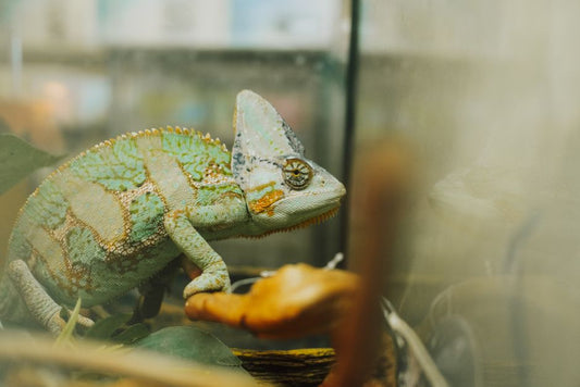 7 Subtle Signs Your Exotic Pet Is Unwell and What to Do Next