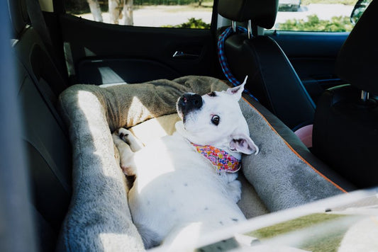 5 Common Mistakes Pet Owners Make When Traveling and How to Avoid Them