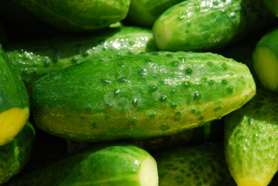 The Complete Seasonal Guide to Growing Cucumbers: From Spring Sowing to Fall Harvest